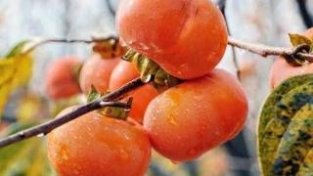柿子，是糖尿病的“加速器”吗？提醒：这6种水果，能不吃就不吃