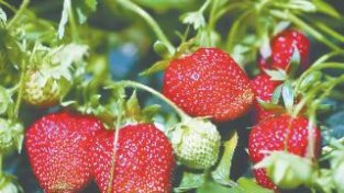 如何避免草莓僵化果