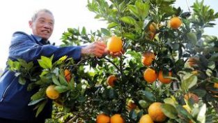 广西三江：脐橙丰产助增收