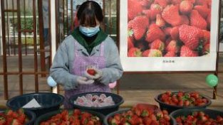 广元朝天：头茬冬草莓成熟 酸甜可口卖得俏