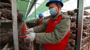 国网鄂州供电公司助力香菇种植户敲开致富门