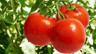 不同颜SE的西红柿，各有营养优势，一文学习下