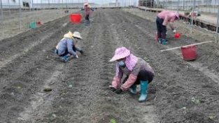 广西三江：冬种蔬菜助增收