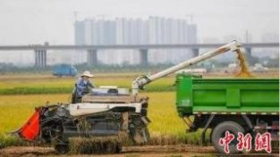 2022年广东粮食产量1291.5万吨 为近十年来最高水平