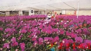 兖州区大力发展花卉种植