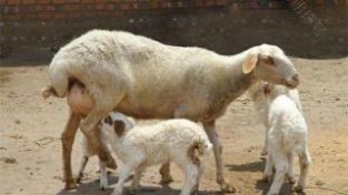 母羊流产后怎么办？母羊流产后用什么要？母羊流产后应该怎么做？