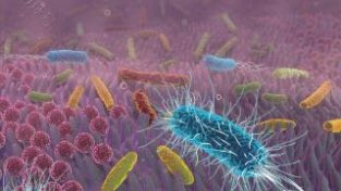派特灵科普|益生菌真能提高免疫力“益生”吗？