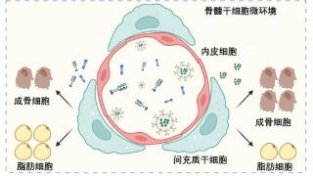 这种“不死的癌症”会导致骨质疏松，上海科研团队发现新疗法
