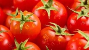 西红柿为什么不能随便吃？哪几类人不能吃？一文了解清楚