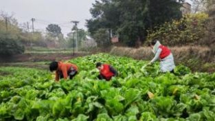 泸州泸县：冬闲田土种植订单蔬菜助农增收
