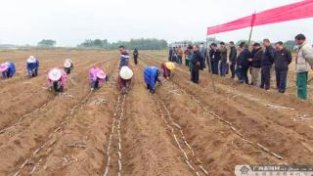 灵山县：抢抓时节开启甘蔗新一年种植工作