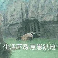 中国最长寿熊猫突然去世，享年25岁