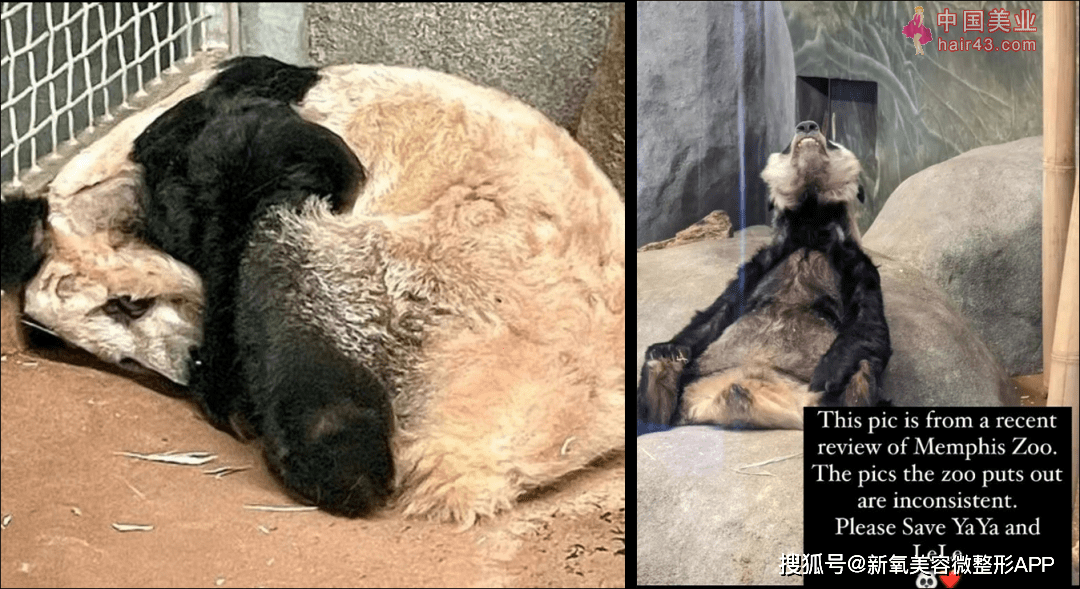 中国最长寿熊猫突然去世，享年25岁