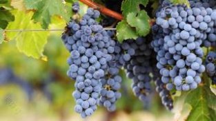 常见的酿酒葡萄品种你知道有哪些吗？